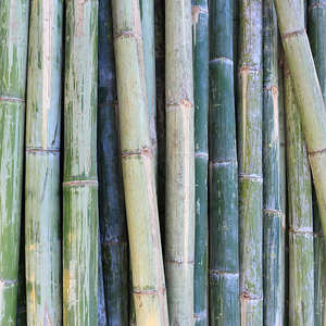 Materiales de Construcción de Bambú, Postes Estructurales Tratados Antitermitas, Grandes, Resistentes, Tamaño Personalizado - Product Image 3