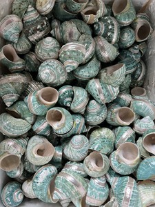 Coque Turbo verte de haute qualité fabriquée à la main et polie parfaite pour les projets d'artisanat de décoration côtière et les commandes en gros - Product Image 2