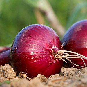Oignons rouges à vendre - Product Image 3