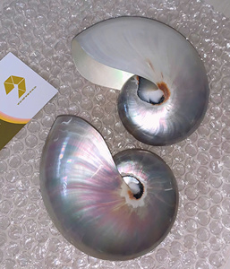 Extra Large Large Pearl Nautilu Shell Iridescent Chambered Shell Silver Hues 15/16/17cm - Caryln 0084935825297 - Product Image 2