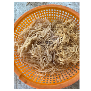 Cartílago seco vegetal marino natural adecuado para cocinar en todas las estaciones ideal para Fideos de sopa y arroz con buena masticación - Product Image 1