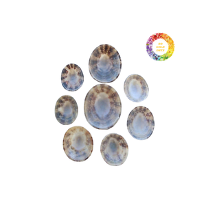 เปลือกหอยลิมเพตขัดธรรมชาติรูปไข่ที่เป็นเอกลักษณ์สำหรับโครงการศิลปะและงานฝีมือจากเรซิน - Product Image 4