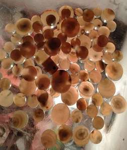 Botones de Cuerno de Búfalo de Agua Indio, Ecológicos, Redondos, Hechos a Mano, Artesanía Natural, Todos los Tamaños, Negros, Listos para Exportar - Product Image 4