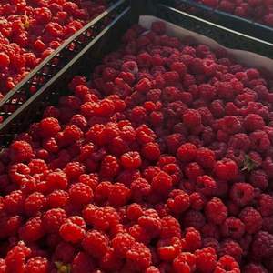 Framboises rouges fraîches de haute qualité, prix de gros - Product Image 6