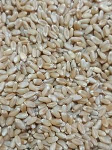 Granos de Trigo Premium al por Mayor, Grano de Trigo Duro Certificado de Alto Estándar - Granos Largos Marrones, 100% Pureza, 11-12% de Proteína - Product Image 5