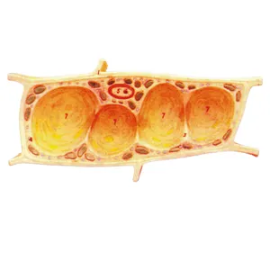 Biological Plant Cell Model Teaching Equipment Cheap Price Educational Anatomical Plant Cell Model Supplier
