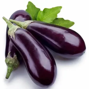 Fresh Eggplant - TOP QUALITY WITH BEST PRICE OFFER FROM VIETNAM / WHOLESALE 2023 / NEW CROP