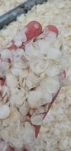 Les écailles de Barramundi/ Seabass du Vietnam sont exportées en grande quantité pour fabriquer de la poudre de collagène-ANNA DO W/a + 84982153058 - Product Image 5