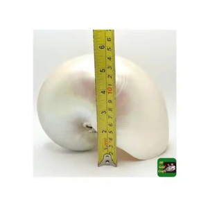 การตกแต่งเปลือกหอยแบบนอติลัสที่หรูหราทำด้วยมือในเวียดนามสำหรับนักสะสมและการตกแต่งภายในระดับไฮเอนด์ - Product Image 1