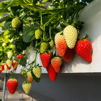 Conteneur de culture de fraises d'intérieur pour la production commerciale de fruits hydroponiques et l'agriculture intelligente