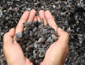 Coquille de palmiste de haute qualité PKS étiquette personnalisée emballage en vrac produit de déchets agricoles prix Chap - Product Image 2