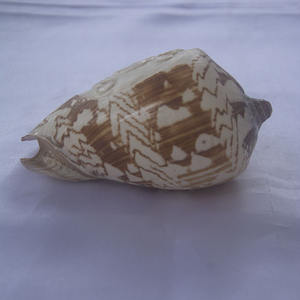 Cymbiola sculpture bouddha ornement style coquillage bijoux sculpture bouddha ornement en style religieux coquille matériel - Product Image 3