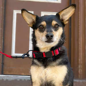 Collares de perro de nailon rojo/Negro Diseño duradero Tamaño ajustable Estilo de doble color suave y cómodo Perfecto para el uso diario - Product Image 5