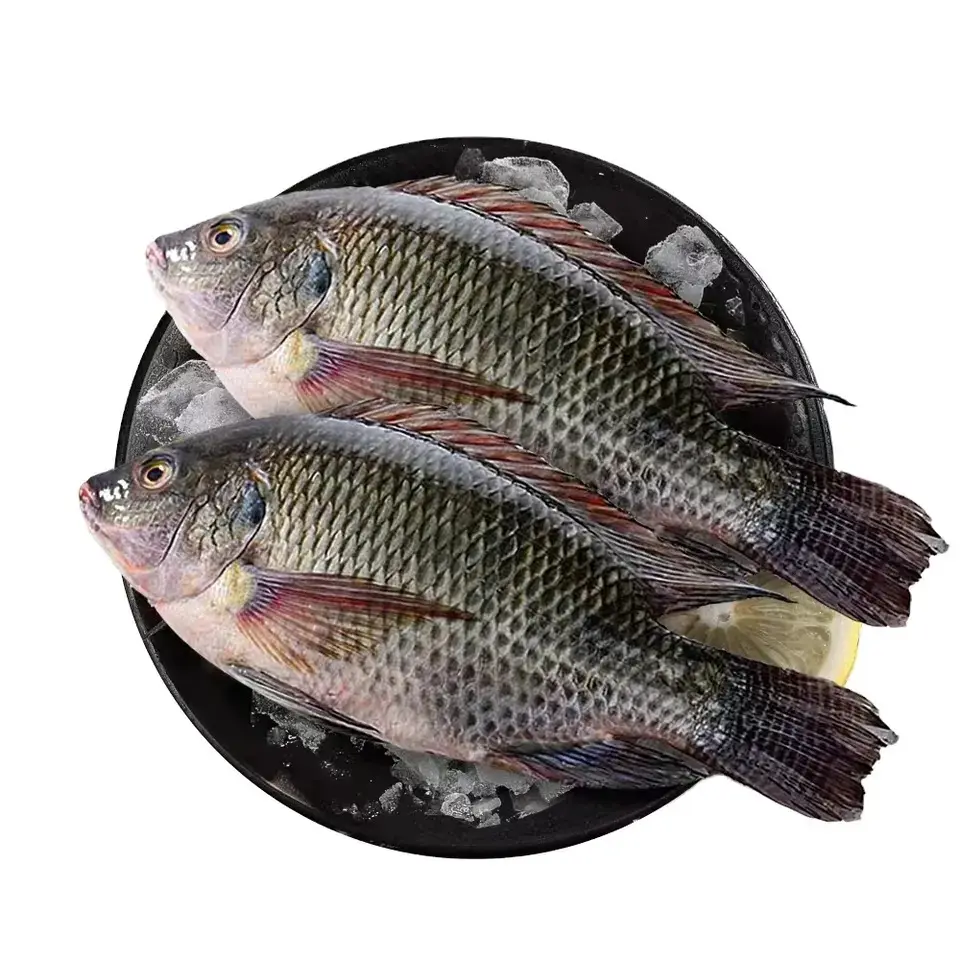 Prix de gros poisson tilapia frais congelé