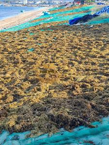 Algues sargasses grillées (mousse de mer séchée au soleil) dans une variété brune pour l'alimentation animale et les engrais emballés dans un sac - Product Image 6