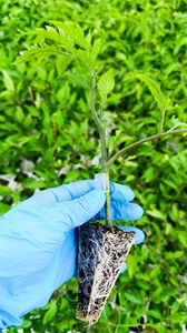 Sustrato bloqueador de semillas Premium de alta calidad con más turba negra adecuada para la germinación de semillas - Product Image 2