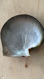 Labio negro natural madre de conchas de mar perla ideal para reventa por tiendas de suministros de conchas de mar - Product Image 5