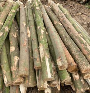 Best Wood Piles for Construction/<b>formwork</b>/structural Timber, Wood Stakes with Cheap Price and High Quality - Product Image 6