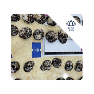 BEST SELLER Coquille de limpet Utilisée pour la fabrication d'artisanat en coquillages et à des fins d'exposition Pour l'approvisionnement en usine au Vietnam - Product Image 1