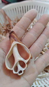 Colgantes de concha chapados en oro, abalorios de caracol marino, joyería de Vietnam - Product Image 3