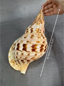 Concha de trompeta de origen para decoración de bodas costeras Tiendas de regalos marinos y exhibiciones interiores con tema oceánico - Product Image 3