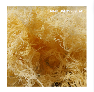 Premium Organique Séché Golden Sea Moss Usine Prix Direct Haute Qualité Sauvage Océan Mousse Ad Processus De Séchage Vietnam En Gros - Product Image 5