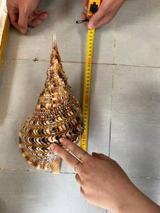 Authentic Vietnam conch shell trumpet seashell for cultural events featuring powerful sound and polished pearl finish - Product Image 2
