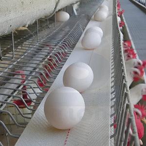 Eierinzameling Pluimvee Ei Transportband Voor Automatische Eierkippen Kooi Auto Nest Pluimvee Boerderij - Product Image 2
