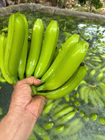 FRESH CAVENDISH BANANA VERDE PROVEEDORES DE EXPORTACIÓN DE VIETNAM BLUE LOTUS PRECIO BARATO 2025