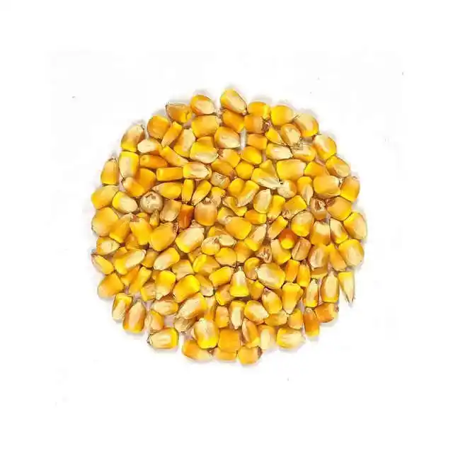 Maïs jaune maïs grain de maïs sans OGM sec dernière récolte au meilleur prix des Pays-Bas exportateur grain d'alimentation animale