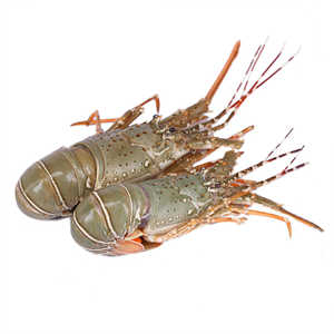 Queues de homard congelées, fournisseur de produits de la mer en vrac de haute qualité - Product Image 4