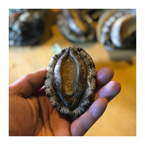 Abalone frais de qualité supérieure, préparé pour les acheteurs en gros avec livraison rapide - Product Image 2