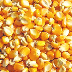 Maíz Amarillo Orgánico Seco al por Mayor Global, Variedad Fruta de la Pasión, Alta Pureza, Bolsa de 25 kg, Gran Duración de Vida Útil, Granos para Consumo Humano - Product Image 5