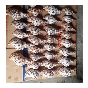 99 Gold Data Vietnam Exports Trompette Triton Shell Utilisé dans la décoration intérieure et l'artisanat Trompette Triton Shell Supply - Product Image 4