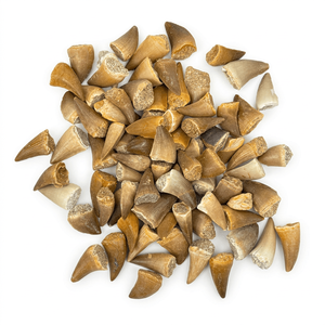 Vente en gros de dents de mosasaures authentiques, fossiles naturels de reptiles marins du Crétacé, spécimens de dents fossiles en vrac - Product Image 1