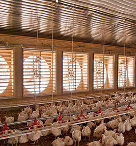 Fábrica de China, <span class=keywords><strong>precio</strong></span> bajo, capa de pollos de engorde, granja avícola, construcción de Gallinero - Product Image 6