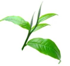 Беньфэн поставка оптом, травяной экстракт L-теанина, 98% порошок, вакуумная упаковка в барабан - Product Image 2