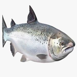 Fresh Whole Atlantic Salmon <b>Fish</b> Piece From Norway High Quality Seafood Delivered Worldwide - Product Image 1