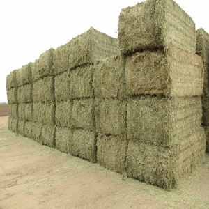 Bala de heno de Alfalfa, grado 1, calidad - Product Image 4