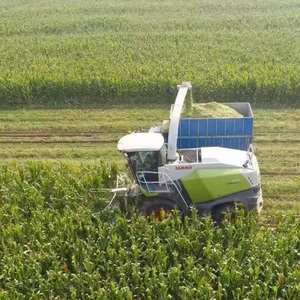 Silage de maïs de haute qualité, doux et propre, en vrac pour chevaux, porcs, poissons et aliments pour animaux - Qualité supérieure - Product Image 1