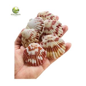 Conchas de Vieira Naturales Pulimentadas Ecológicas en Colores Surtidos para Manualidades, Decoración Costera, Joyería Hecha a Mano, Decoración de Bodas - Product Image 5
