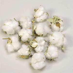 Algodón Crudo 100% Puro Orgánico Disponible al por Mayor a Bajo Precio, Mejor Precio, Comprar Ahora, En Stock, En Venta - Product Image 5