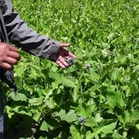 Huile essentielle de Mu Xiang |    Huile de Aucklandia Lappa Decne |   Huile de racine de Saussurea Costus - Extrait d'herbes chinoises 100% pur et naturel
