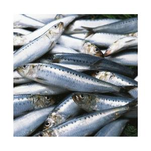 ปลาแซลมอนทะเลแช่แข็งอาหารทะเลที่ดีที่สุดท้องปลาแซลมอนเพื่อการส่งออก - Product Image 5