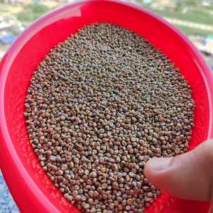 Hog Millet - Product Image 4