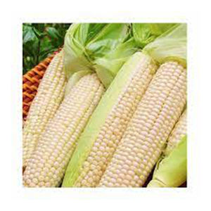 ข้าวโพดขาว Gmo คุณภาพดีที่สุดขายส่ง ผู้ผลิตสูงใหม่ วัสดุที่ดีที่สุด ด้วยอัตราราคาถูก - Product Image 1