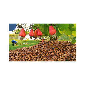 เม็ดมะม่วงหิมพานต์พร้อมส่งออกสำหรับการค้าและการจัดซื้อจำนวนมากอย่างต่อเนื่อง - Product Image 1