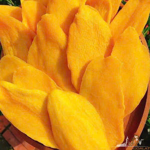 Sunny Golden Mango <b>Chewy</b> Snack - Premium Tropical Sweet Fruit Delight from Vietnam - Product Image 5