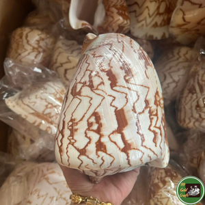 Decoración Artesanal de Conchas Marinas Hechas con Conchas Naturales para Manualidades Decorativas y Diseño Personalizado Vietnam - Product Image 3
