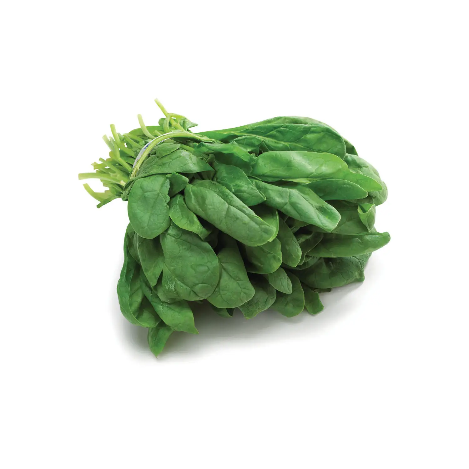 Natural Fresh Green Spinach,green Vegetables 100% Fresh 10 - 20 Days from ZA 8 Cm COMMON Cultivation Cutomers' Requirement